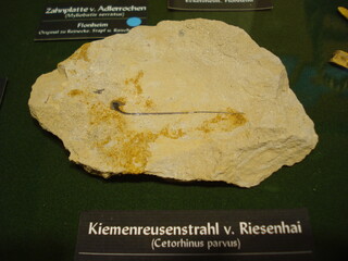 Deutschland/Rheinland-Pfalz/Alzey-Worms, Landkreis/Eckelsheim/Steigerberg