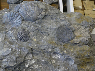 Schweiz/St. Gallen, Kanton/St. Gallen, Kreis/St. Gallen, Stadt/Birnbäumen