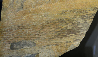 Schweiz/Glarus, Kanton/Glarus Süd, Gemeinde/Linthal/Bifertengrätli