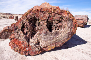 USA/Arizona/Apache County/Petrified Forest National Monument/Petrified Forest/Giant Logs Trail
