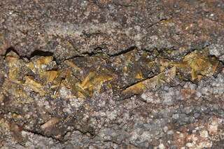 Deutschland/Sachsen/Erzgebirgskreis/Breitenbrunn, Gemeinde/Rittersgrün/St. Richard am Forstwald