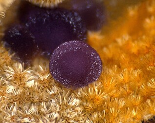 Portugal/Guarda, Distrito/Gouveia, Município/Folgosinho/Steinbruch Folgosinho (Sítio do Castelo Mine)