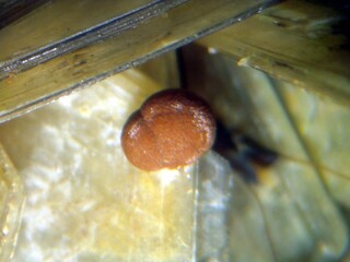 Brasilien/Südosten (Região Sudeste)/Minas Gerais, Bundesstaat/Doce-Tal/Galiléia/Sapucaia do Norte/Sapucaia Mine