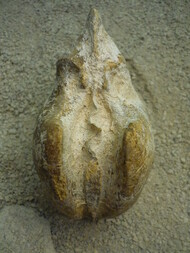 Italien/Molise, Region/San Felice del Molise