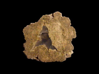 USA/Oregon/Crook County/Ochoco Mountains/Mill Creek Valley/Fallen Tree