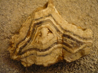 Italien/Toskana (Toscana)/Grosseto, Provinz/Civitella Paganico/Poggio Peloso