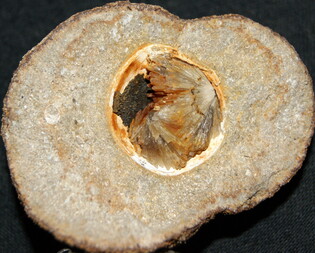 Deutschland/Rheinland-Pfalz/Alzey-Worms, Landkreis/Eckelsheim/Steigerberg