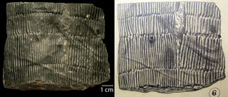 Belgien/Wallonie/Lüttich (Liège; Luik), Provinz/Lüttich (Liège; Luik), Bezirk