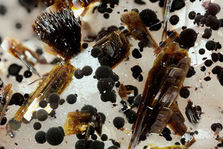 Marokko/Drâa-Tafilalet, Region/Zagora, Provinz/Agdz, Cercle/Aghbar