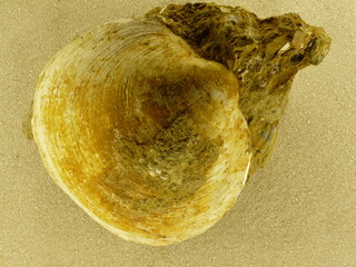 Italien/Toskana (Toscana)/Grosseto, Provinz/Civitella Paganico/Monte Antico