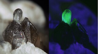 Namibia/Erongo, Region/Karibib, Kreis/Tubussis 22 farm (Tubussis; Tubusis; Tubessis)