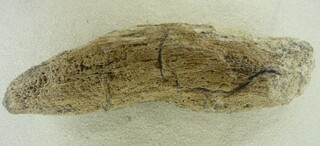 Deutschland/Bayern/Schwaben, Bezirk/Donau-Ries, Landkreis/Donauwörth, Große Kreisstadt/Berg, Ortsteil/Tongrube Berg