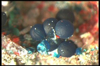 Deutschland/Niedersachsen/Goslar, Landkreis/Langelsheim/Lautenthal/Lautenthaler Hütte