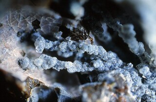 Deutschland/Baden-Württemberg/Freiburg, Bezirk/Emmendingen, Landkreis/Sasbach am Kaiserstuhl/Steinbrüche am Limberg