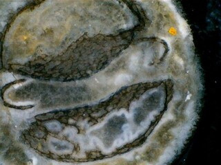 Deutschland/Sachsen/Meißen, Landkreis/Zeithain/Kiestagebau Zeithain