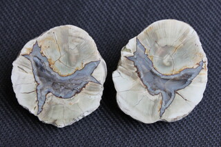 Australien/Queensland/Scenic Rim Region/Mount Tamborine/Thunderegg Park