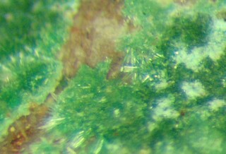 Deutschland/Sachsen/Sächsische Schweiz-Osterzgebirge, Landkreis/Freital/Großer Ternickel