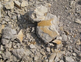 Deutschland/Bayern/Oberfranken, Bezirk/Forchheim, Landkreis/Eggolsheim, Gemeinde/Drügendorf, Ortsteil/Steinbruch Drügendorf