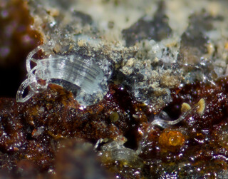 Tschechien/Karlovarský kraj (Karlsbad)/Karlovy Vary, Okres (Karlsbad)/Jáchymov (St. Joachimsthal)/Svornost (Einigkeit)