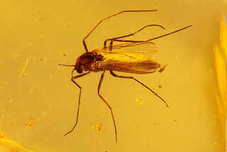 Polen/Pommern (Pomorskie), Woiwodschaft/Danzig (Gdánsk)