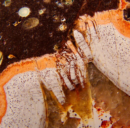 Deutschland/Rheinland-Pfalz/Südliche Weinstraße, Landkreis/Waldhambach/Steinbruch Kuhn