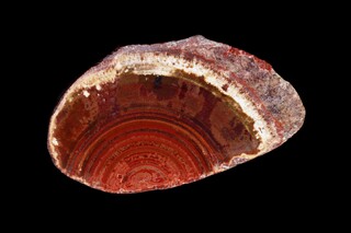 Deutschland/Rheinland-Pfalz/Südliche Weinstraße, Landkreis/Waldhambach/Steinbruch Kuhn