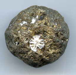 Deutschland/Schleswig-Holstein/Steinburg, Landkreis/Lägerdorf/Kreidegruben