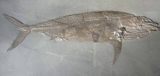 Deutschland/Baden-Württemberg/Stuttgart, Bezirk/Esslingen, Landkreis/Holzmaden