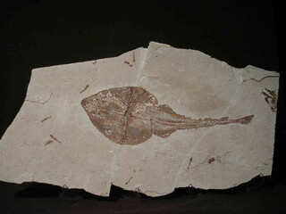 Libanon/Libanonberg (Mount Lebanon, Ǧabal Lubnān), Gouvernement/Jbeil, Distrikt/Byblos/Hgula (Hajoula)