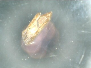 Schweiz/Wallis, Kanton/Saint-Maurice, Bezirk/Vernayaz/Miéville