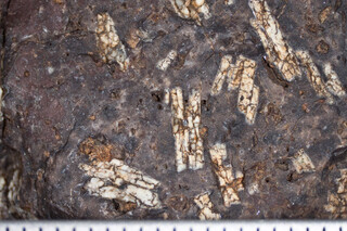 Griechenland/Südliche Ägäis (Νότιο Αιγαίο)/Kos, Bezirk/Kos, Insel/Agios Fokas (Aghios Fokas)/Erhebung Nähe Dimitra Beach Hotel