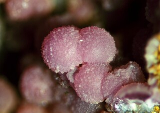 Deutschland/Bayern/Oberpfalz, Bezirk/Neustadt an der Waldnaab, Landkreis/Waidhaus/Hagendorf/Hagendorf-Süd (Grube Cornelia)