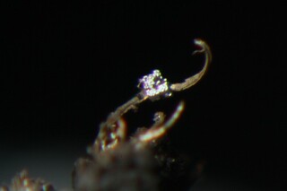 Deutschland/Niedersachsen/Goslar, Landkreis/Braunlage/St. Andreasberg, Revier/Beerberg/Grube Alter Theuerdank