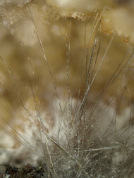 Deutschland/Nordrhein-Westfalen/Arnsberg, Bezirk/Unna, Kreis/Bergkamen/Zeche Monopol Schacht Grimberg 3 und 4