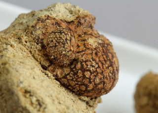 Deutschland/Rheinland-Pfalz/Vulkaneifel, Landkreis/Gerolstein, Verbandsgemeinde/Rockeskyll/Rockeskyll Vulkankomplex/Rockeskyller Kopf