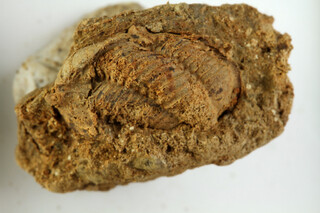 Deutschland/Rheinland-Pfalz/Vulkaneifel, Landkreis/Gerolstein, Verbandsgemeinde/Rockeskyll/Rockeskyll Vulkankomplex/Rockeskyller Kopf