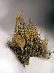 Deutschland/Nordrhein-Westfalen/Köln, Bezirk/Oberbergischer Kreis/Nümbrecht/Wirtenbach/Stbr. Schretzmair (Büschhof)