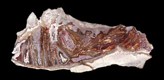 Deutschland/Baden-Württemberg/Freiburg, Bezirk/Ortenaukreis/Oppenau/Lierbachtal (Lierbach)
