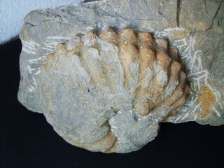 Deutschland/Sachsen/Dresden/Nickern/Baustellenaufschlüsse Trützsch