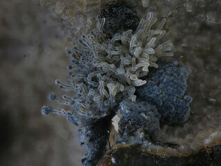 Deutschland/Baden-Württemberg/Freiburg, Bezirk/Emmendingen, Landkreis/Sasbach am Kaiserstuhl/Steinbrüche am Limberg