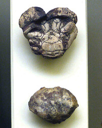 Deutschland/Bayern/Schwaben, Bezirk/Oberallgäu, Landkreis/Grünten