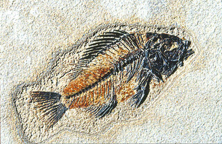 USA/Wyoming/Lincoln County/Kemmerer/Fossil Butte National Monument