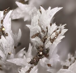 Deutschland/Nordrhein-Westfalen/Münster, Bezirk/Warendorf, Kreis/Beckum/Phoenix Zementwerke