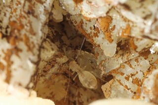 Deutschland/Rheinland-Pfalz/Bad Kreuznach, Landkreis/Langenthal/Basaltsteinbruch Langenthal