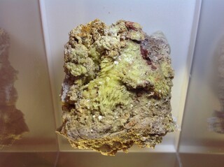 Portugal/Azoren (Ilhas dos Açores), Autonome Region/Sao Miguel, Insel/Povoação, Kreis/Furnas-See (Lagao das Furnas)