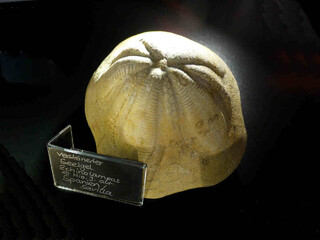 Spanien/Andalusien (Andalucía)/Sevilla, Provinz