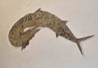 Deutschland/Bayern/Mittelfranken, Bezirk/Weißenburg-Gunzenhausen, Landkreis/Solnhofen, Gemeinde/Kalksteinbrüche