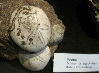 Deutschland/Bayern/Oberbayern, Bezirk/Traunstein, Landkreis/Siegsdorf, Gemeinde/Feichten, Ortsteil/Fossilfundstelle Kressenberg