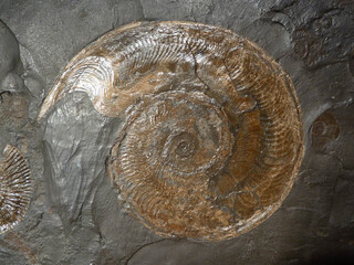 Deutschland/Baden-Württemberg/Stuttgart, Bezirk/Esslingen, Landkreis/Holzmaden