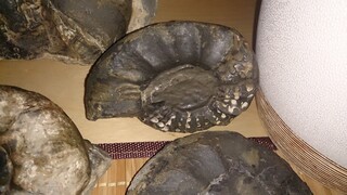 Deutschland/Niedersachsen/Hameln-Pyrmont, Landkreis/Emmerthal/Hagenohsen